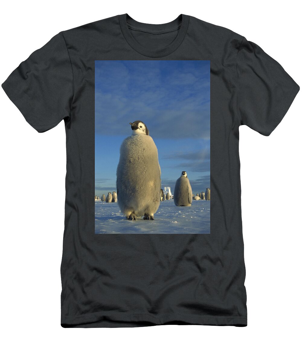 Feb0514 T-Shirt featuring the photograph Emperor Penguin Chick At Midnight by Tui De Roy