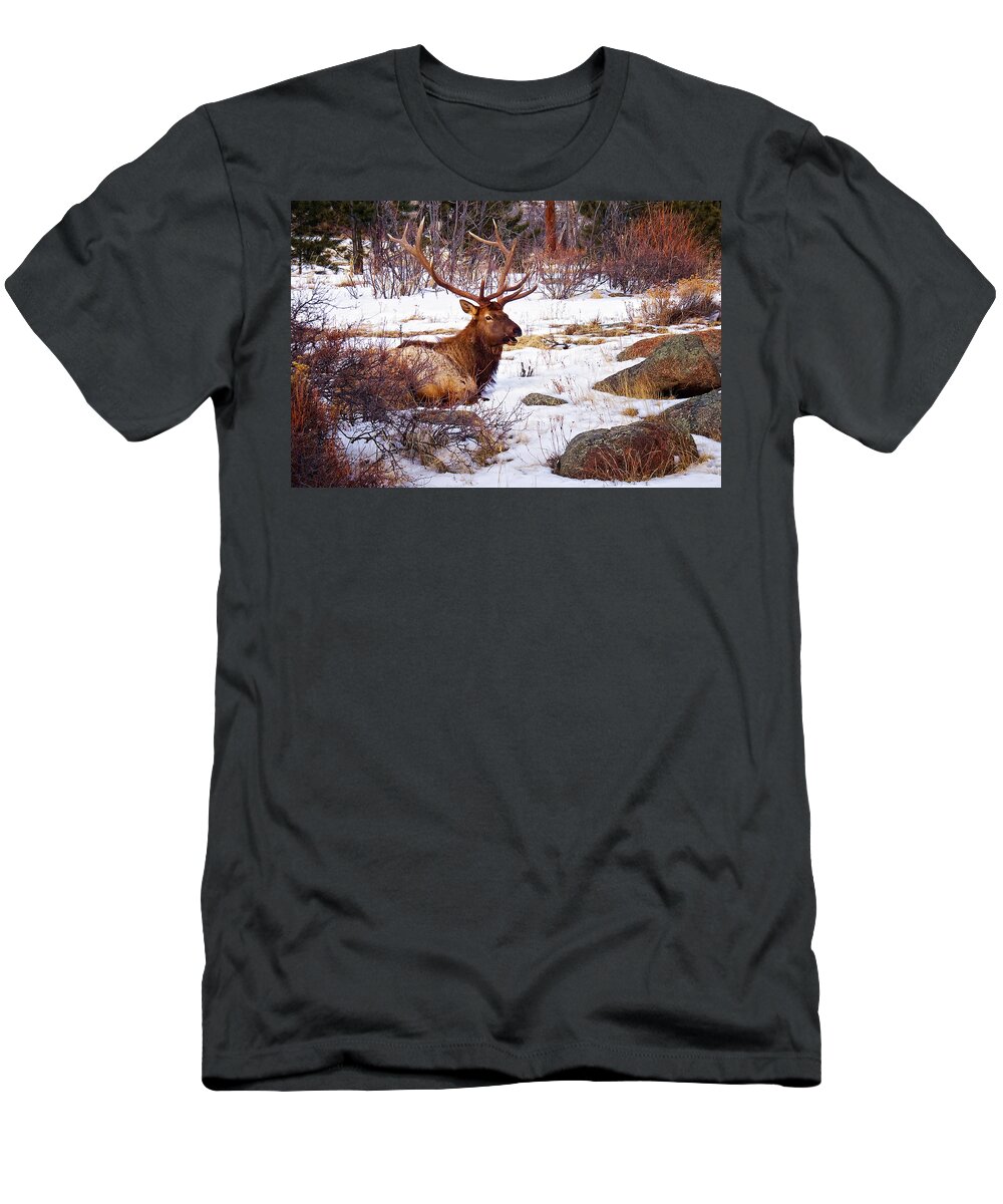 Bull Elk T-Shirt featuring the photograph Estes Park Elk by Priscilla Burgers