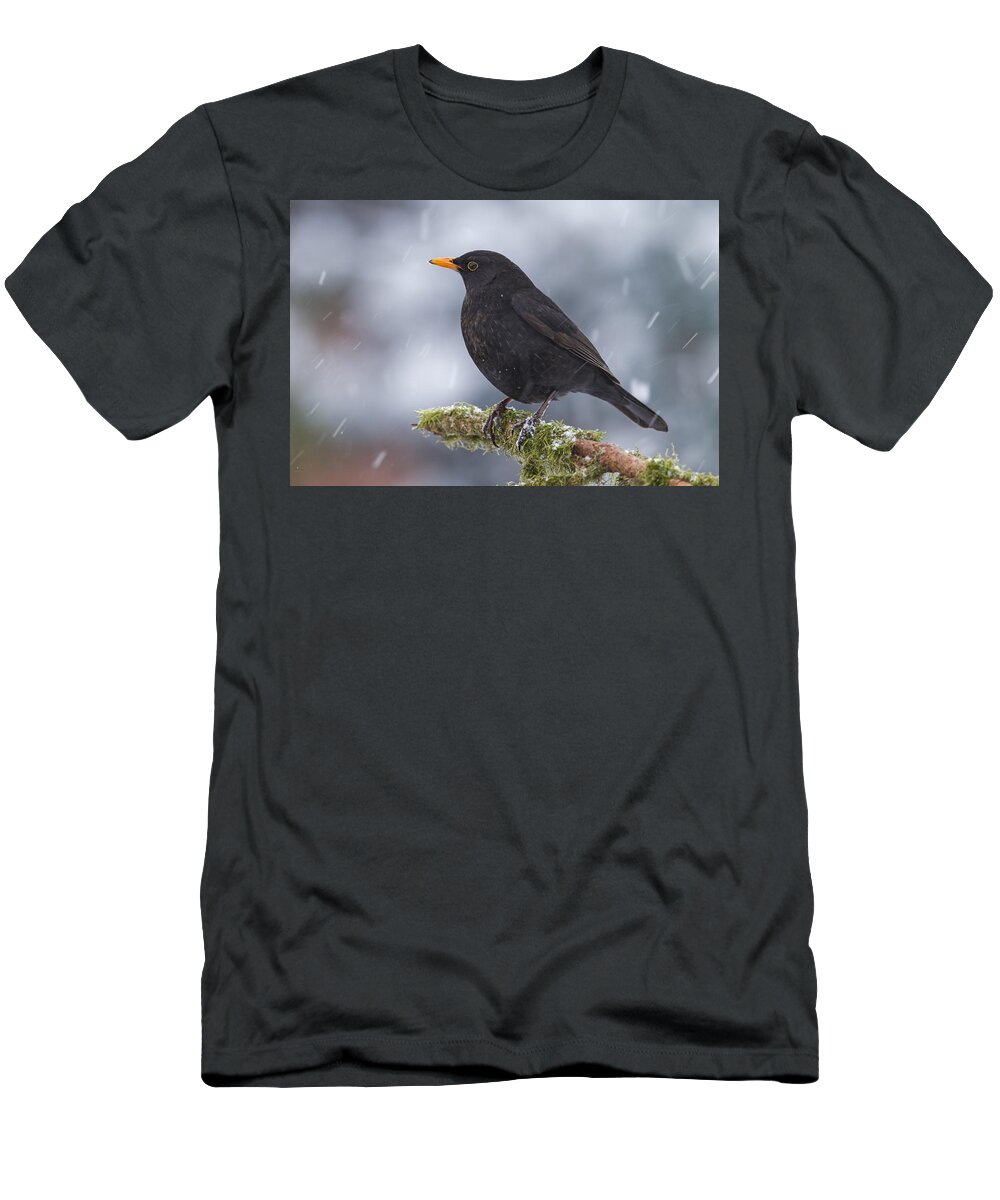 Nis T-Shirt featuring the photograph Eurasian Blackbird And Snowfall Germany by Helge Schulz