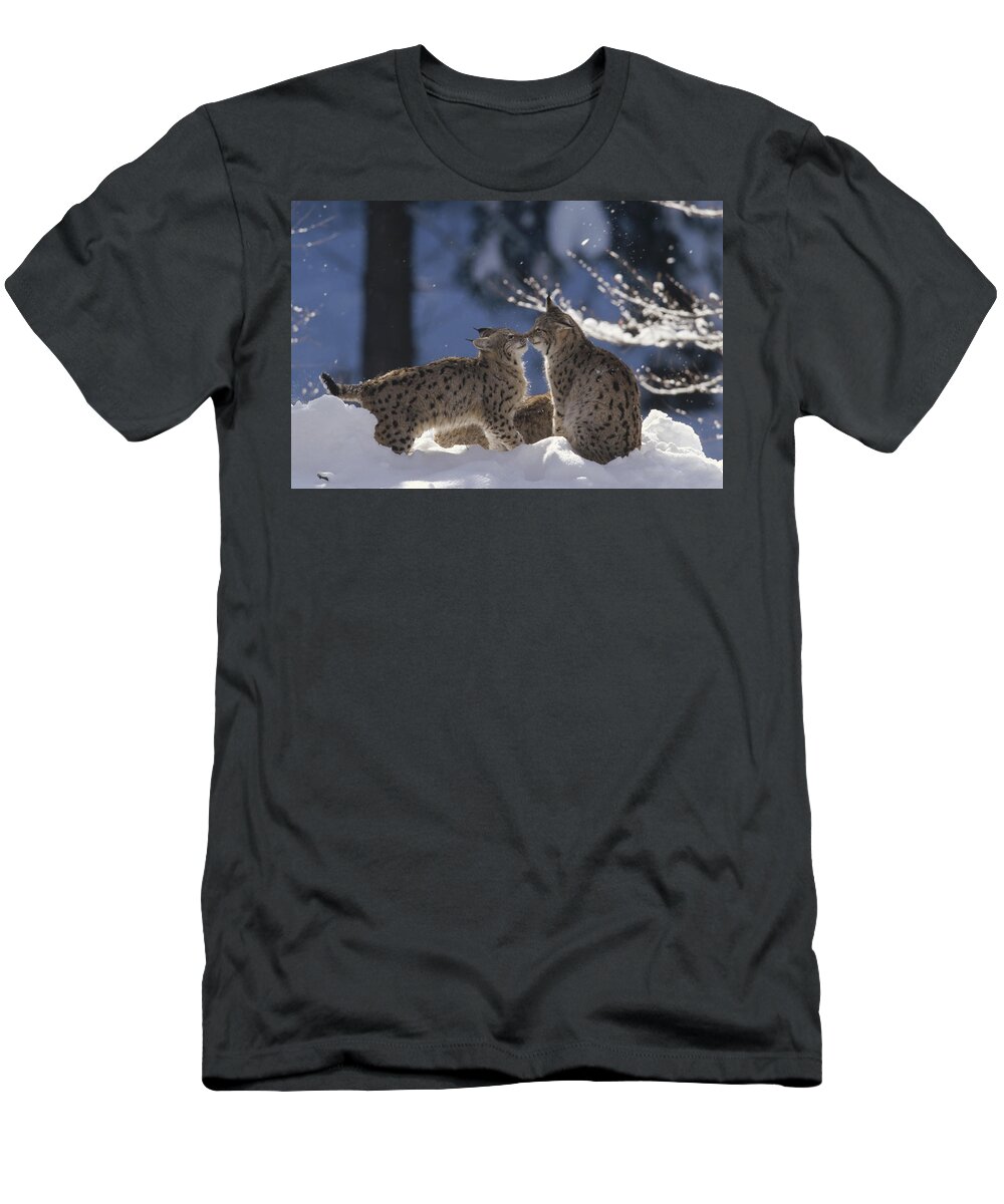 Feb0514 T-Shirt featuring the photograph Eurasian Lynx Pair Touching Noses by Konrad Wothe