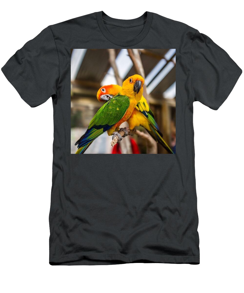 Capetown T-Shirt featuring the photograph Everybody Needs A Friend by Aleck Cartwright