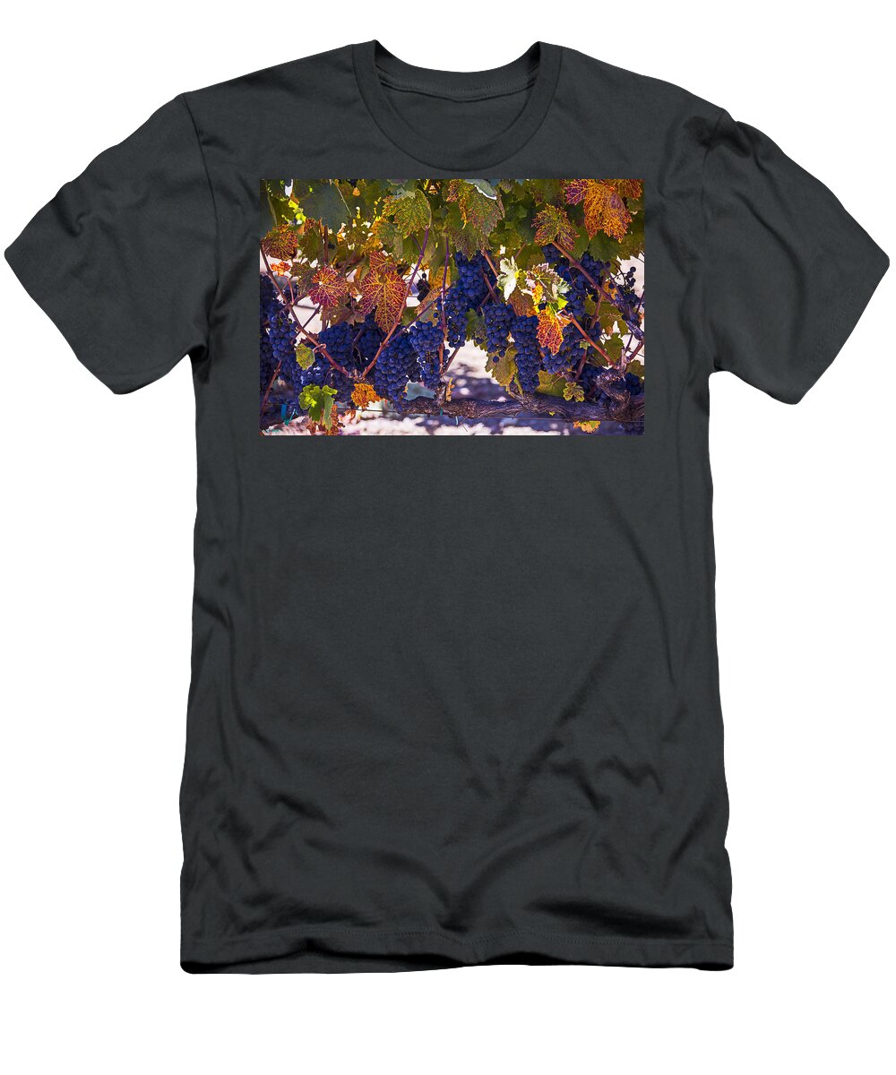 Grapes T-Shirt featuring the photograph Fall Grape Harvest by Garry Gay