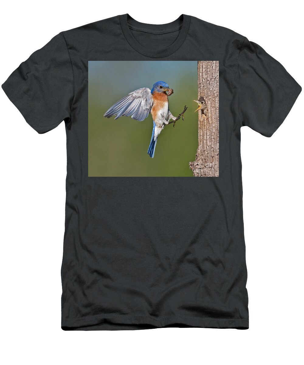 Eastern Bluebird T-Shirt featuring the photograph Feed me Daddy by Susan Candelario