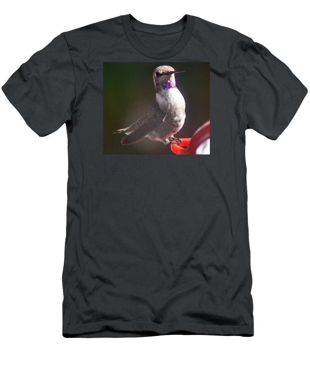 Hummingbird T-Shirt featuring the photograph Female Anna On Perch by Jay Milo