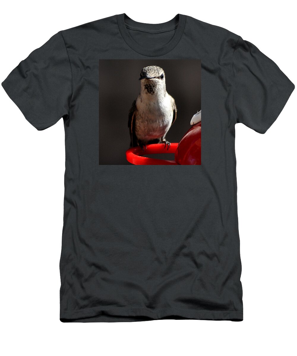 Hummingbirds T-Shirt featuring the photograph Female Anna Hummingbird #2 by Jay Milo