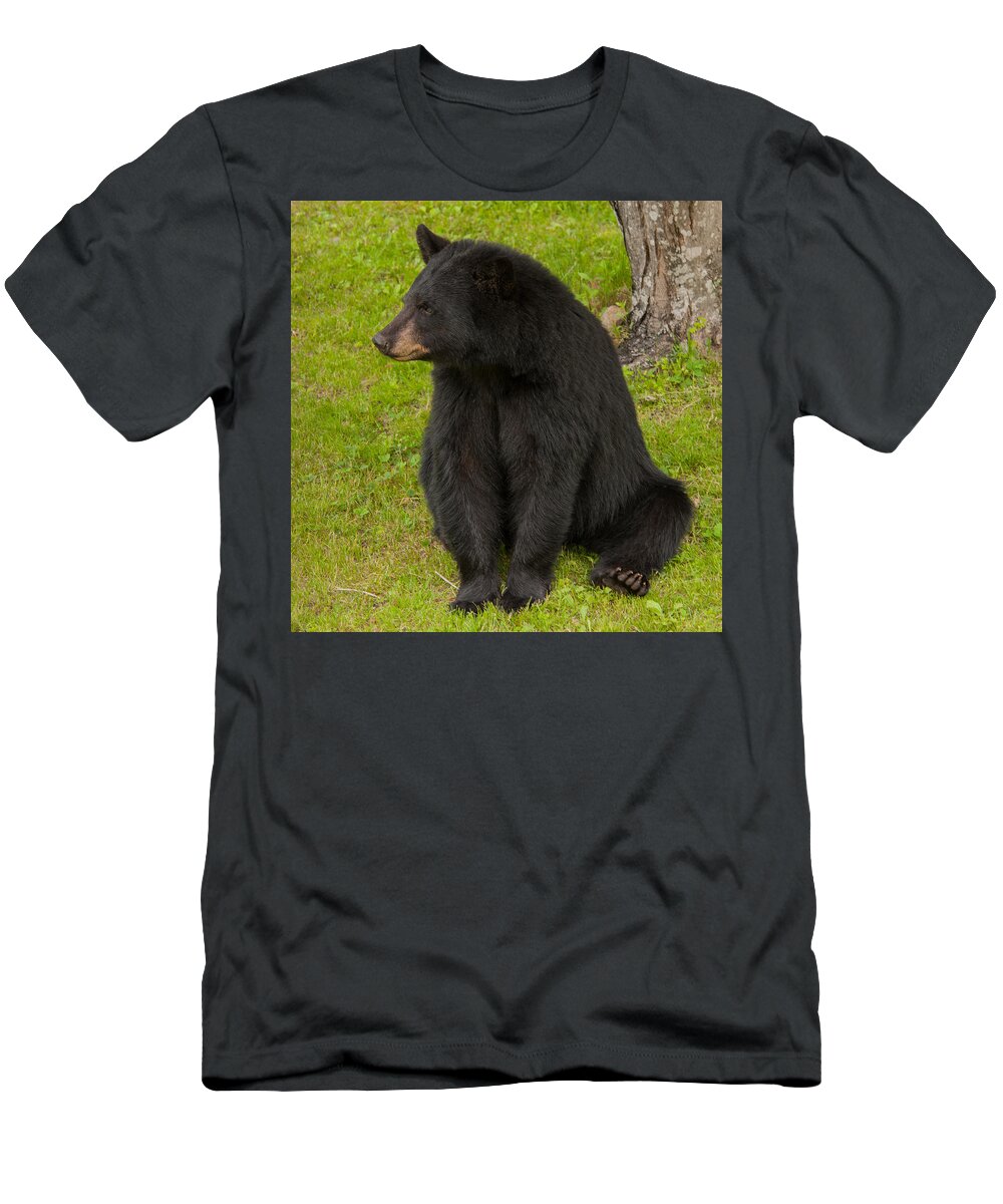 Bears T-Shirt featuring the photograph Female Black Bear by Brenda Jacobs