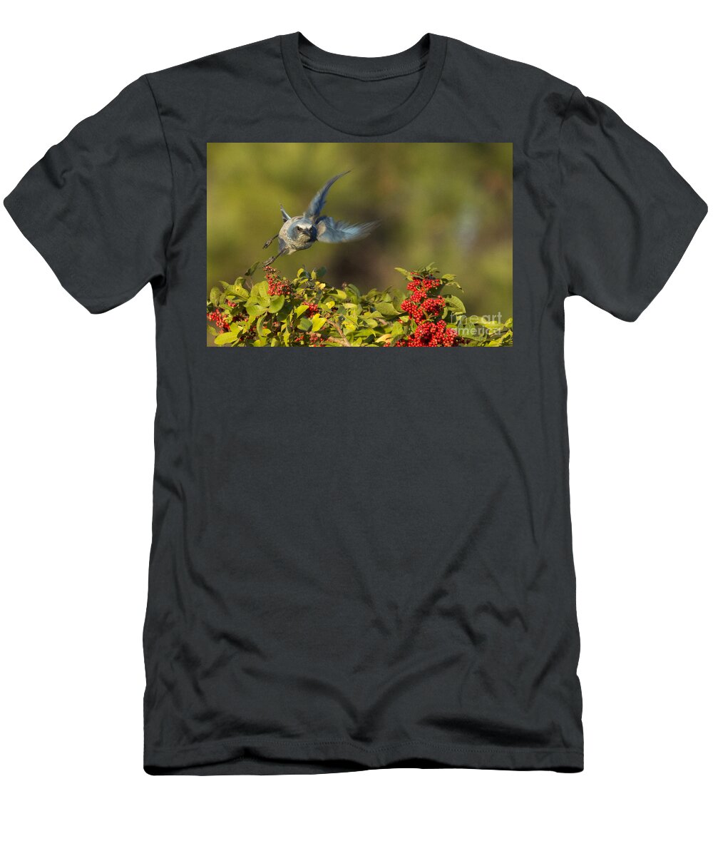 Florida Scrub Jay T-Shirt featuring the photograph Flying Florida Scrub Jay Photo by Meg Rousher