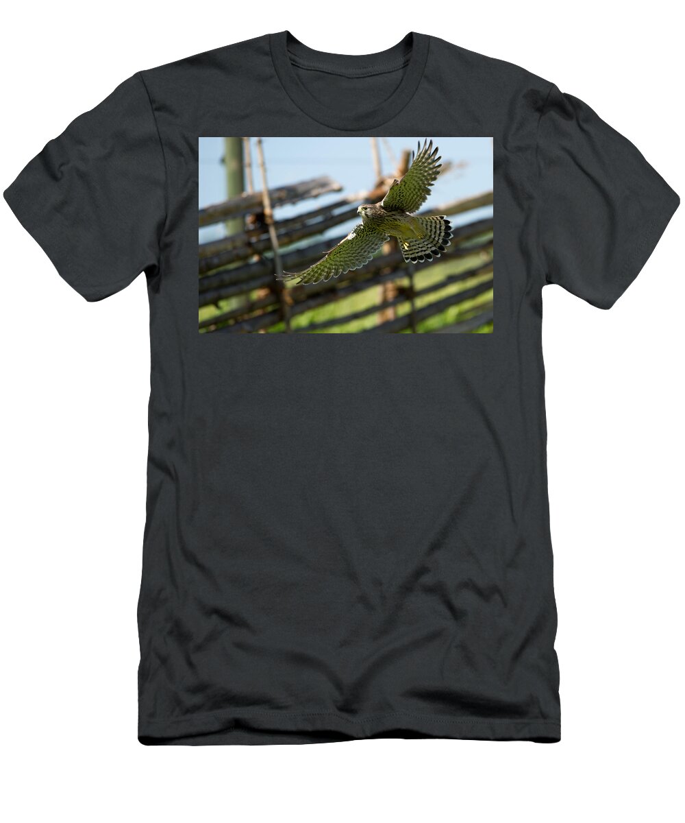 Flying Kestrel T-Shirt featuring the photograph Flying Kestrel by Torbjorn Swenelius