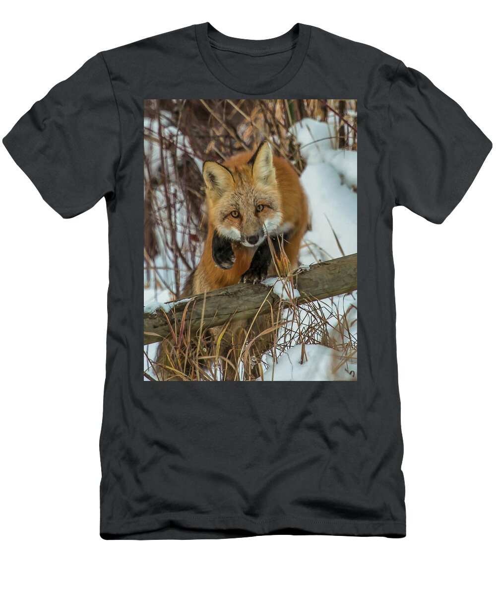 Fox T-Shirt featuring the photograph Fox Trot by Kevin Dietrich