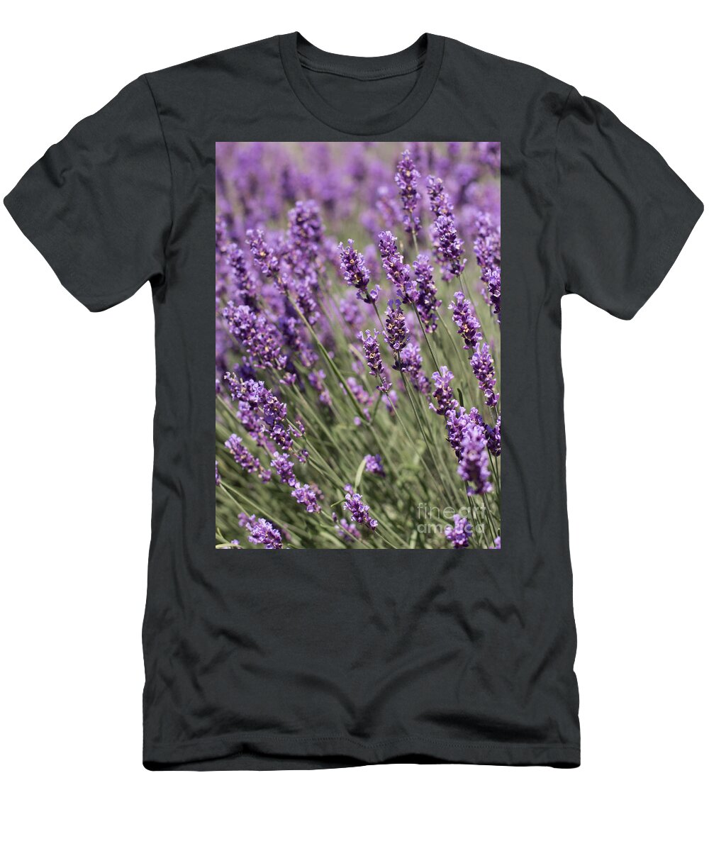 Lavender T-Shirt featuring the photograph French Lavender by Barbara McMahon