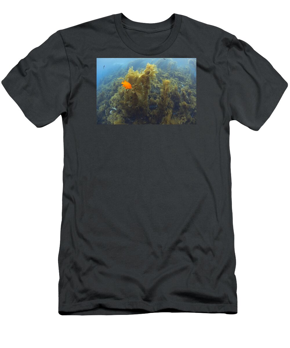 531467 T-Shirt featuring the photograph Garibaldi In Giant Kelp Forest Catalina by Richard Herrmann