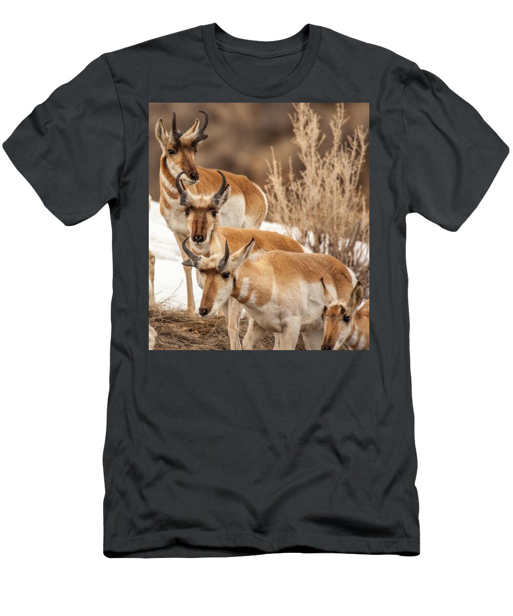 Pronghorn T-Shirt featuring the photograph Generations by Kevin Dietrich