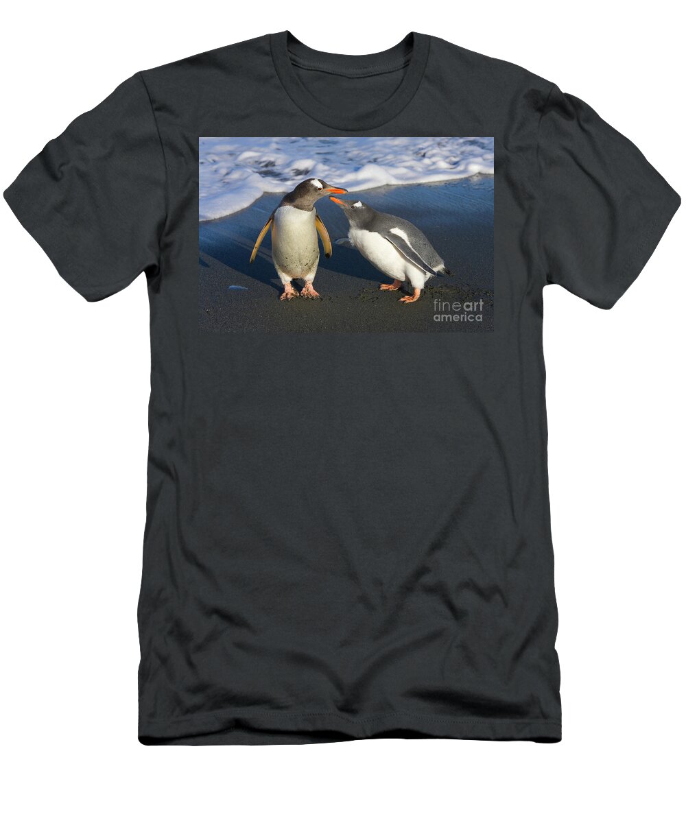 00345356 T-Shirt featuring the photograph Gentoo Penguin Chick Begging For Food by Yva Momatiuk and John Eastcott