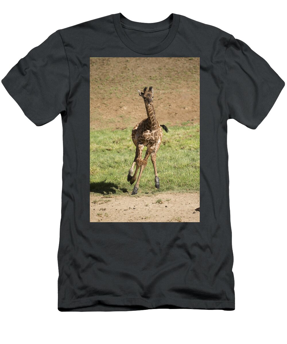 San Diego Zoo T-Shirt featuring the photograph Giraffe Calf Running by San Diego Zoo