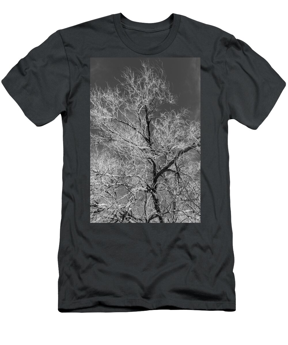 395 T-Shirt featuring the photograph Glowing Branches by Denise Dube