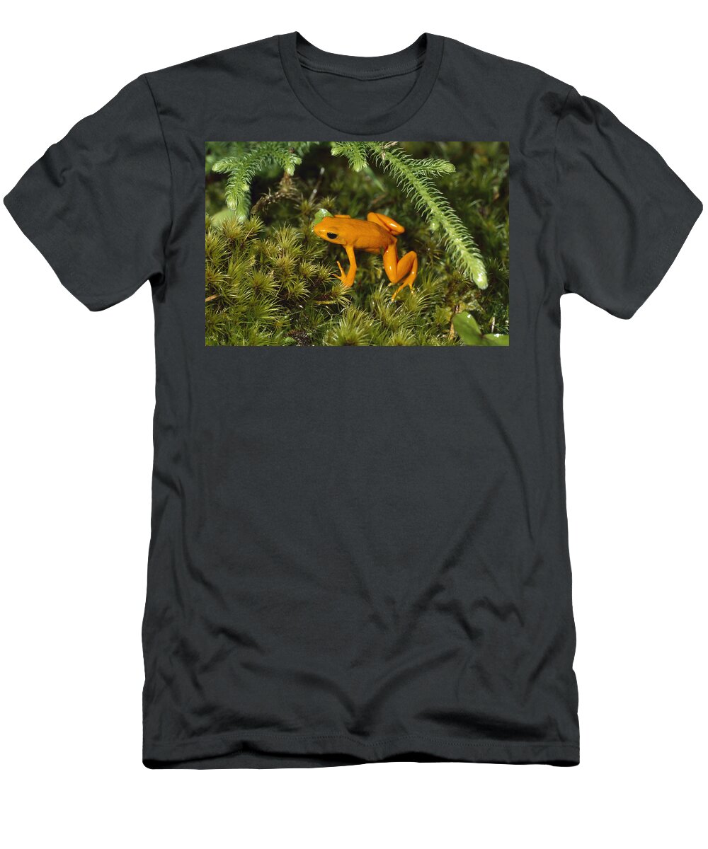 Feb0514 T-Shirt featuring the photograph Golden Mantella Frog In Underbrush by Konrad Wothe
