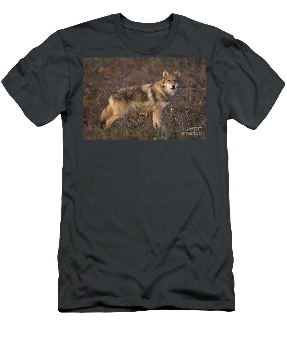 00440938 T-Shirt featuring the photograph Gray Wolf On Tundra in Denali by Yva Momatiuk John Eastcott