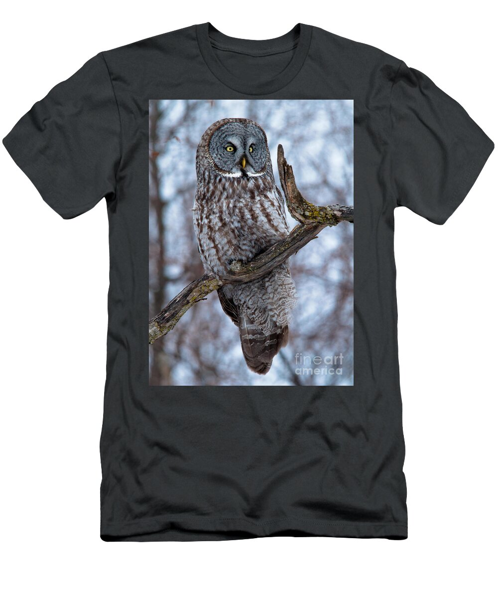 Owls T-Shirt featuring the photograph Great Gray on Guard by Cheryl Baxter