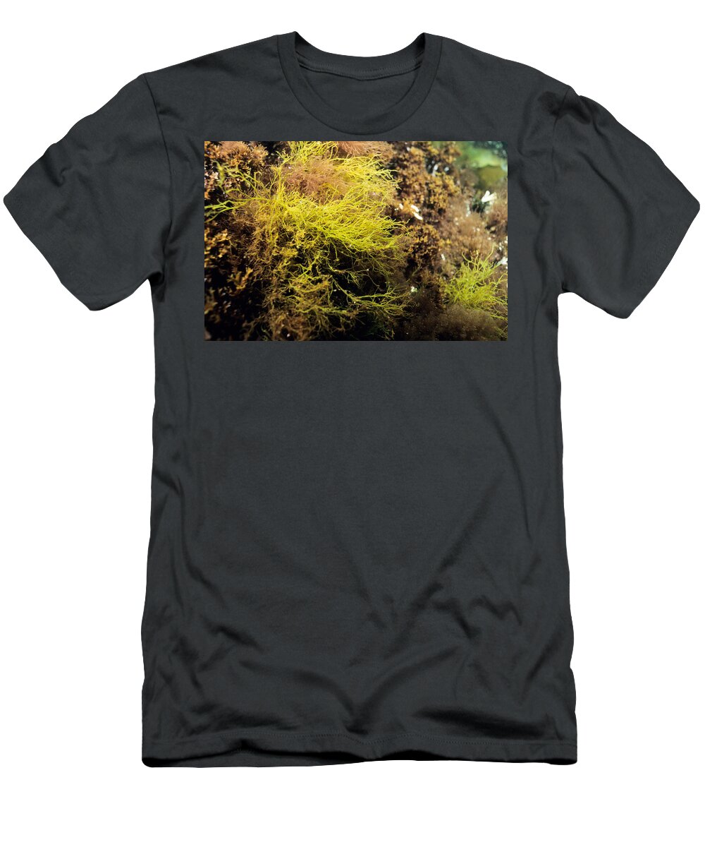 Green Hair Weed T-Shirt featuring the photograph Green Hair Weed by Andrew J. Martinez