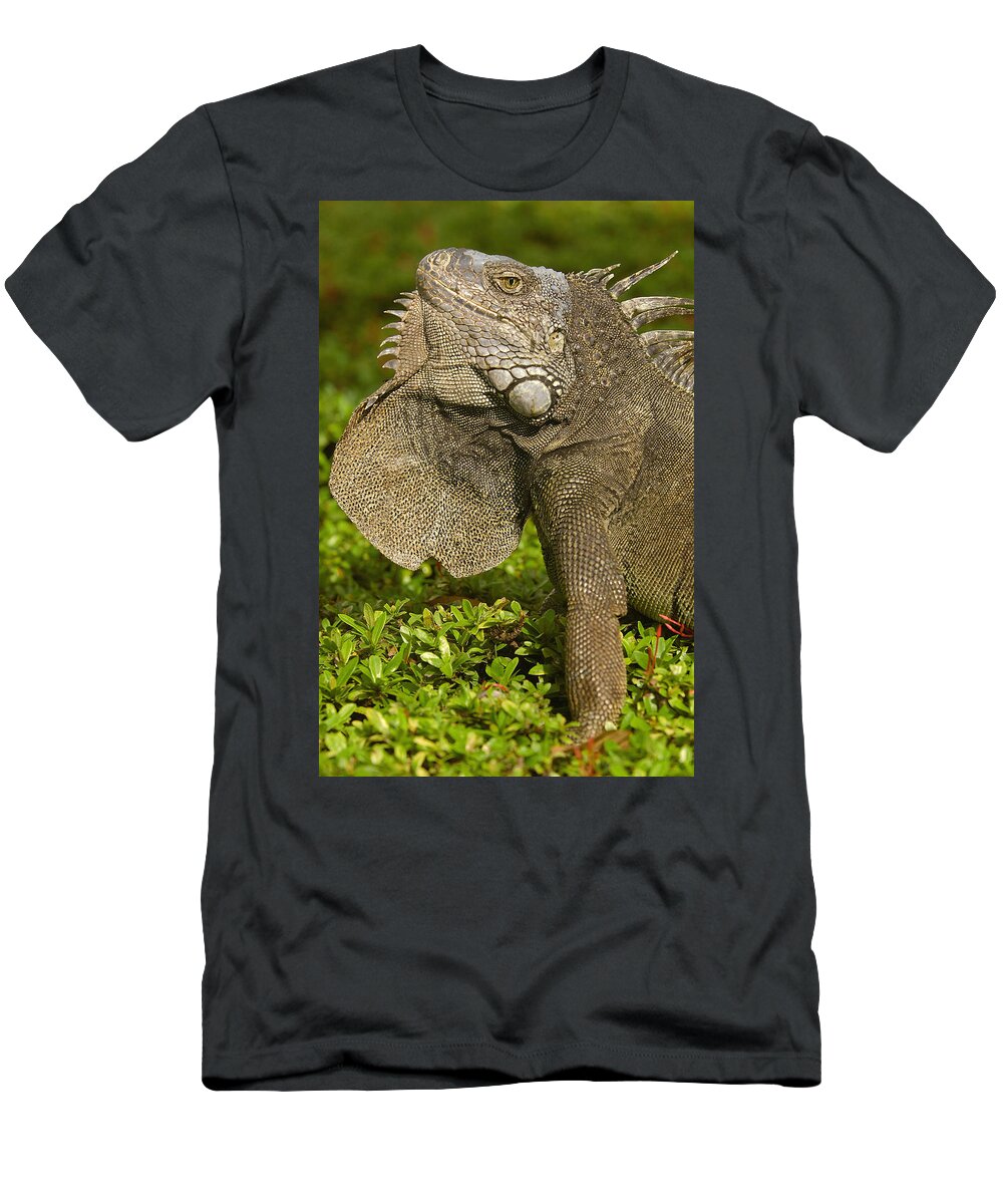 Feb0514 T-Shirt featuring the photograph Green Iguana Flaring Dewlap Ecuador by Pete Oxford