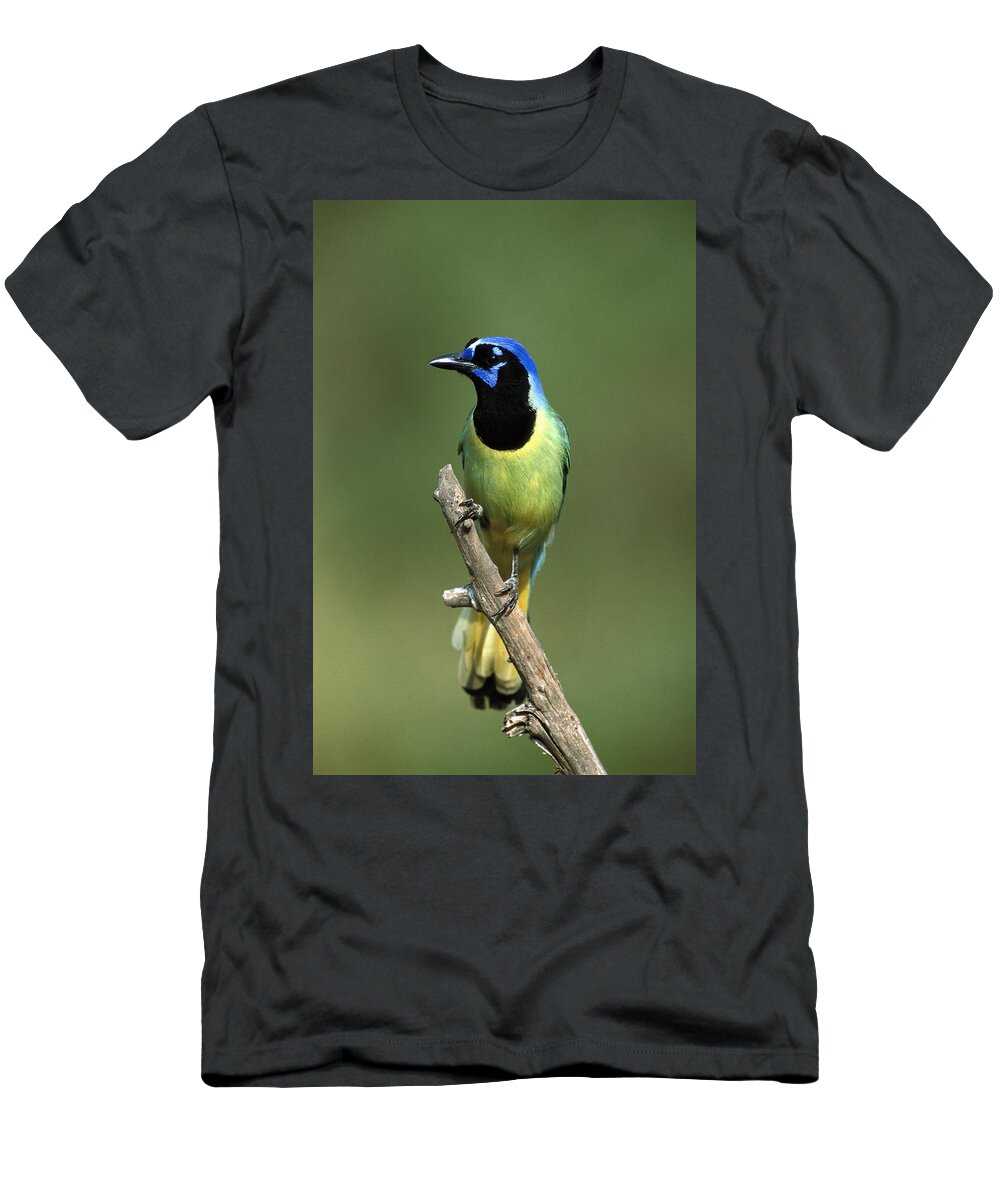 Feb0514 T-Shirt featuring the photograph Green Jay Rio Grande Valley Texas by Tom Vezo