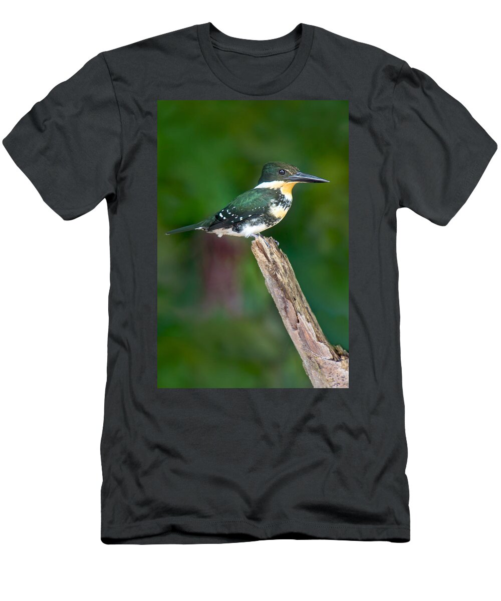 Photography T-Shirt featuring the photograph Green Kingfisher Chloroceryle by Panoramic Images