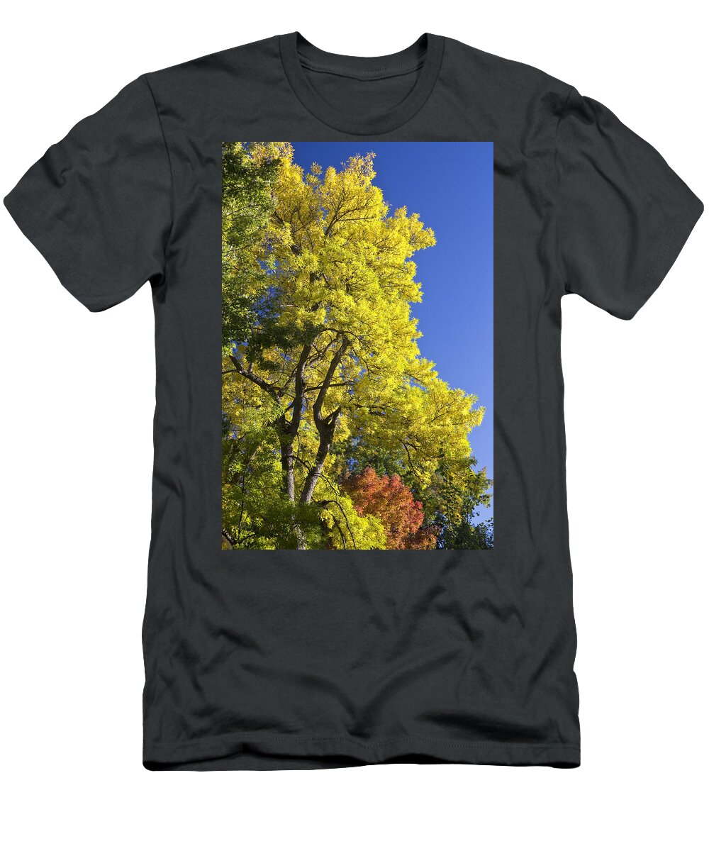Autumn T-Shirt featuring the photograph Green Orange Yellow and Blue by James BO Insogna