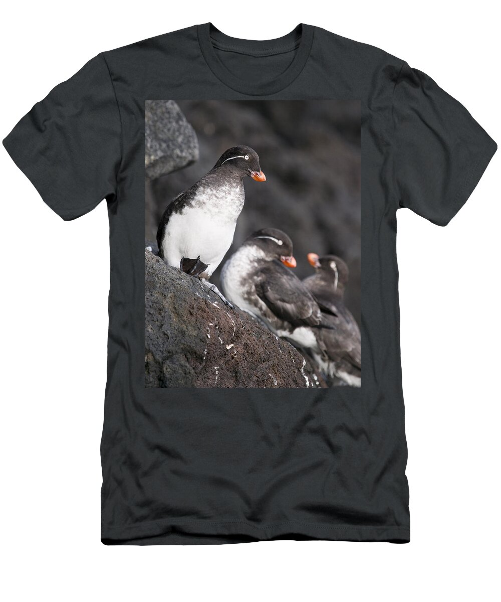 View T-Shirt featuring the photograph Group Of Parakeet Auklets, St. Paul by John Gibbens