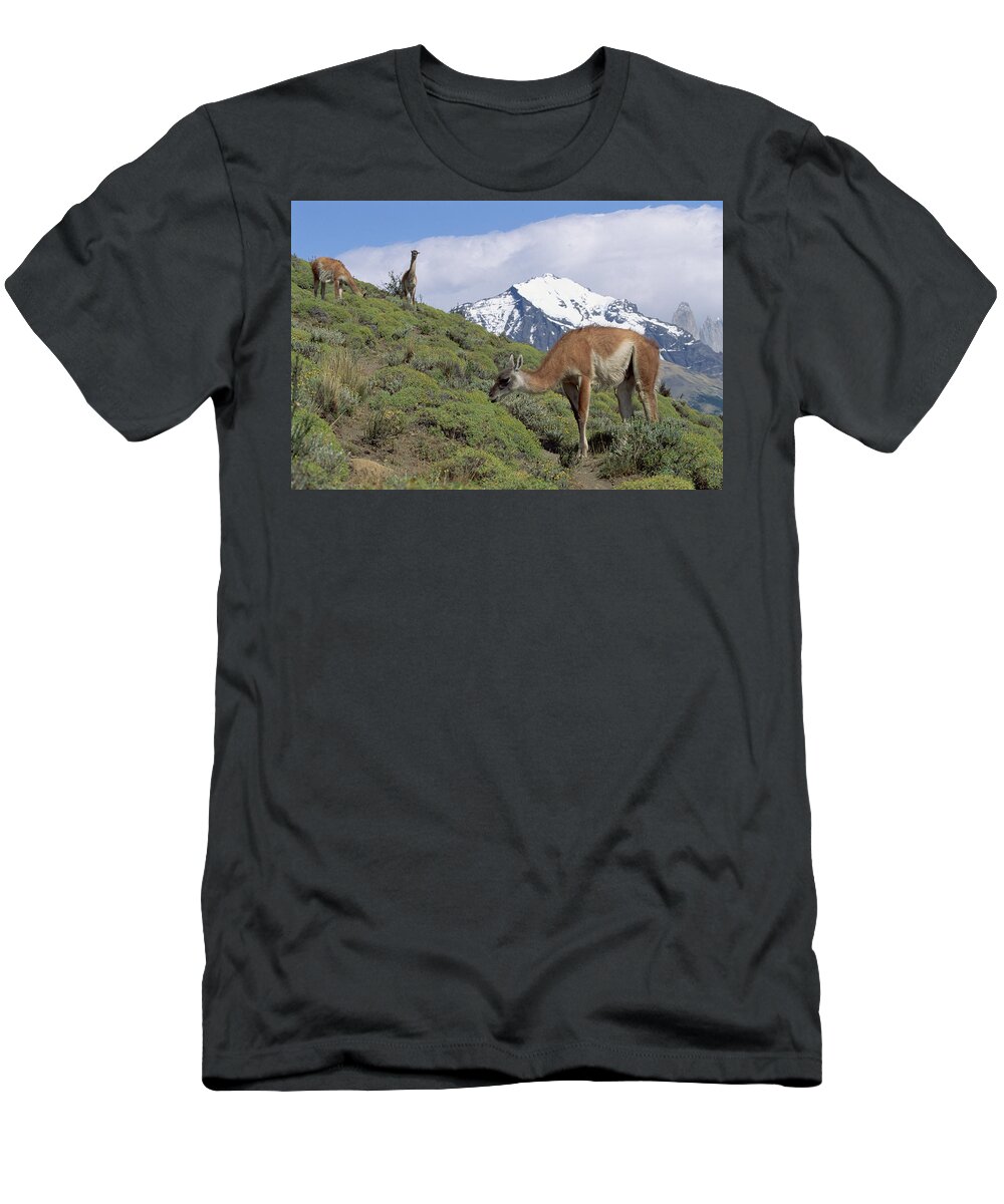 Feb0514 T-Shirt featuring the photograph Guanaco Herd Grazing Patagonia Argentina by Konrad Wothe