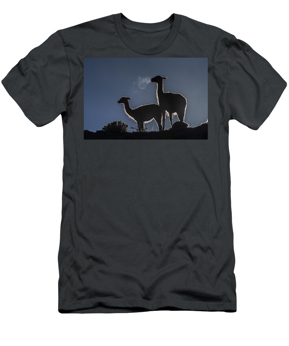 Pete Oxford T-Shirt featuring the photograph Guanaco Pair Torres Del Paine Np by Pete Oxford