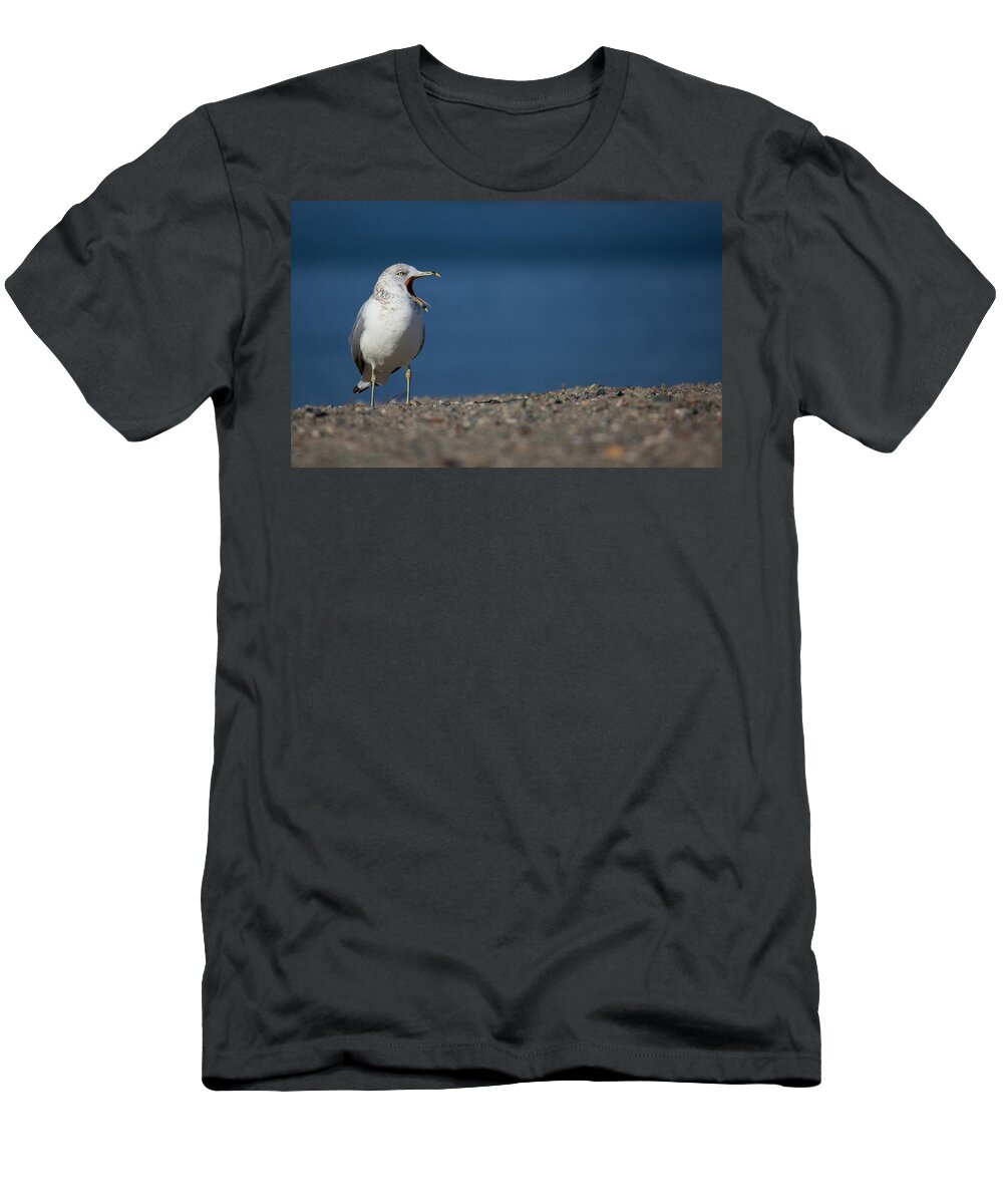 Gull T-Shirt featuring the photograph Gulls Call by Karol Livote