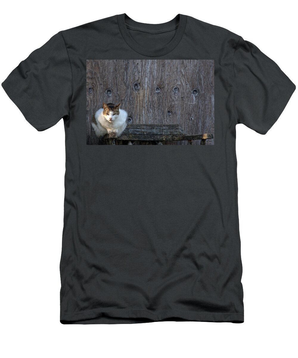 Harlequin T-Shirt featuring the photograph Harlequin Rustic by Chriss Pagani