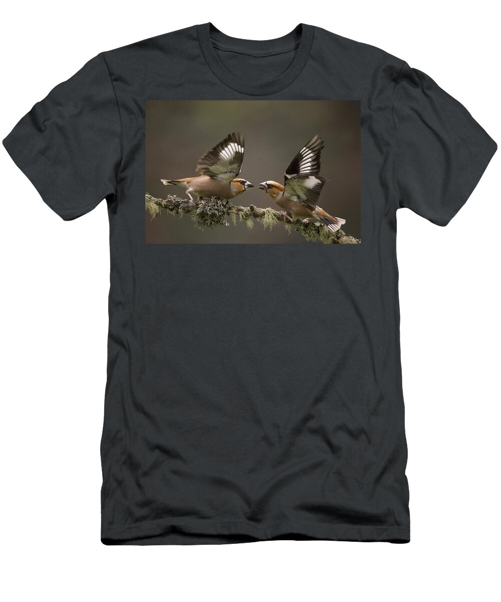 Nis T-Shirt featuring the photograph Hawfinch Males Fighting Gelderland by Edwin Kats
