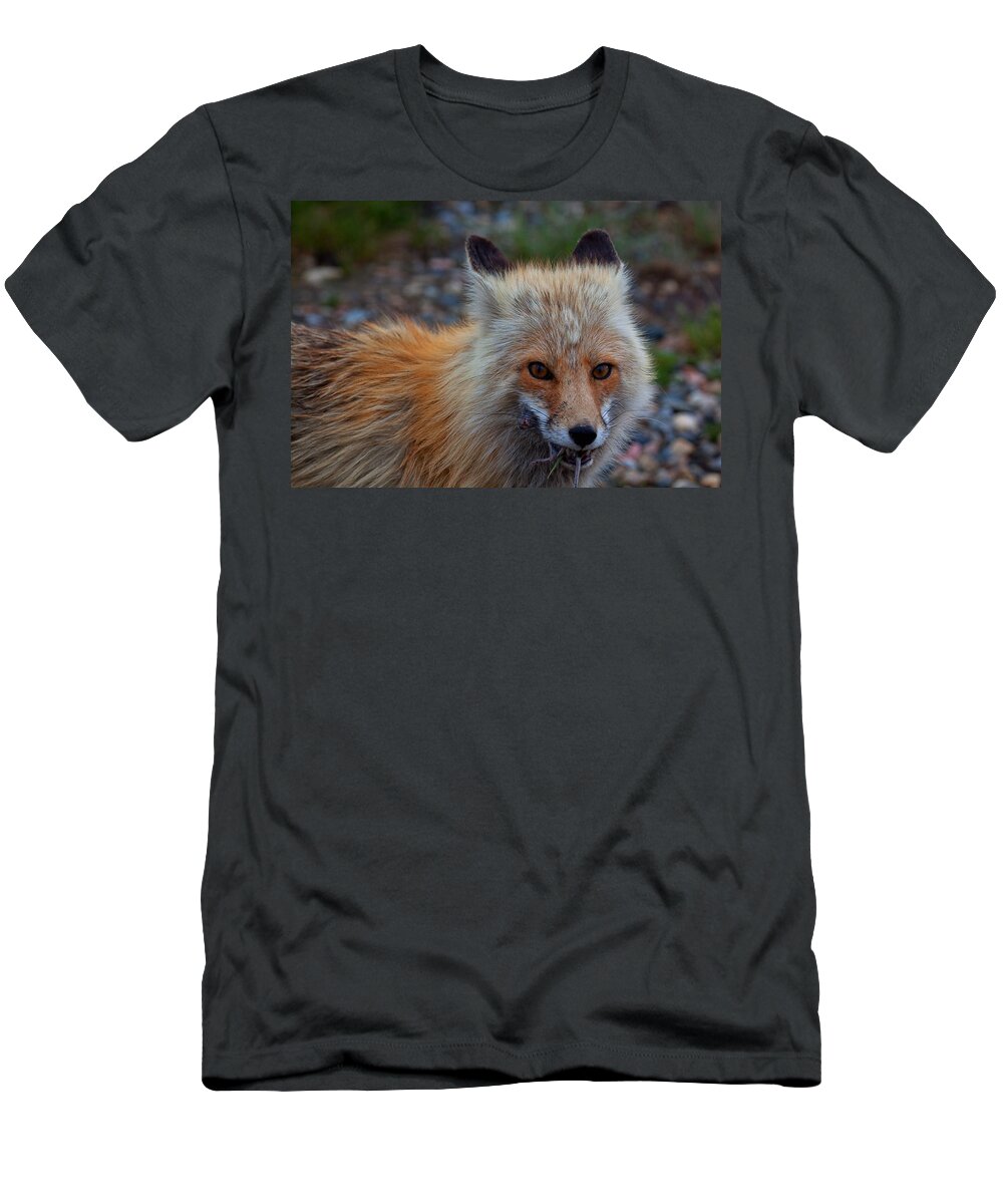 Fox T-Shirt featuring the photograph Heads or Tails by Jim Garrison