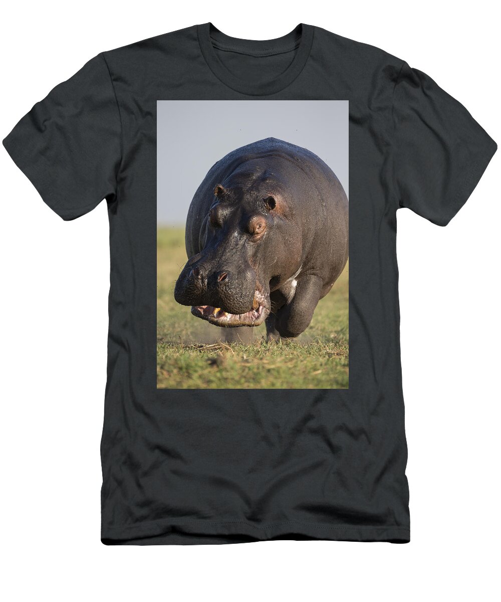 Vincent Grafhorst T-Shirt featuring the photograph Hippopotamus Bull Charging Botswana by Vincent Grafhorst