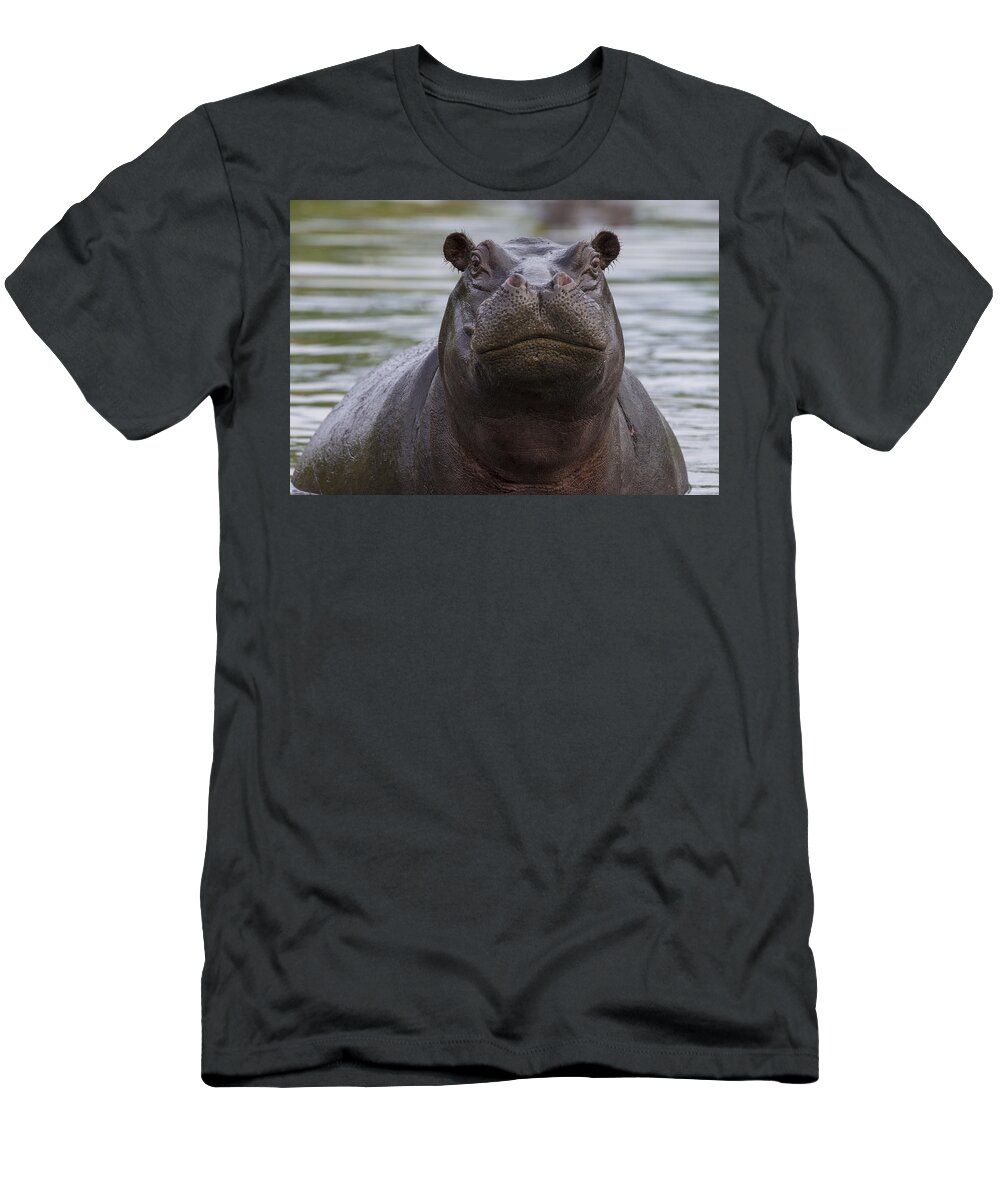 Vincent Grafhorst T-Shirt featuring the photograph Hippopotamus Bull Khwai River Botswana by Vincent Grafhorst