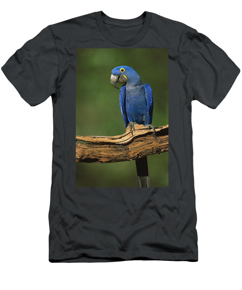 00216468 T-Shirt featuring the photograph Hyacinth Macaw Brazil by Pete Oxford