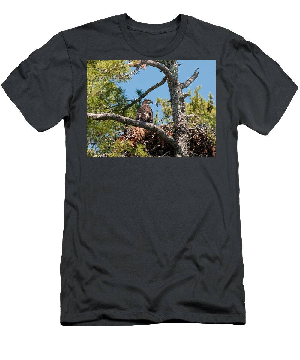 Bald Eagle T-Shirt featuring the photograph Immature Bald Eagle by Brenda Jacobs