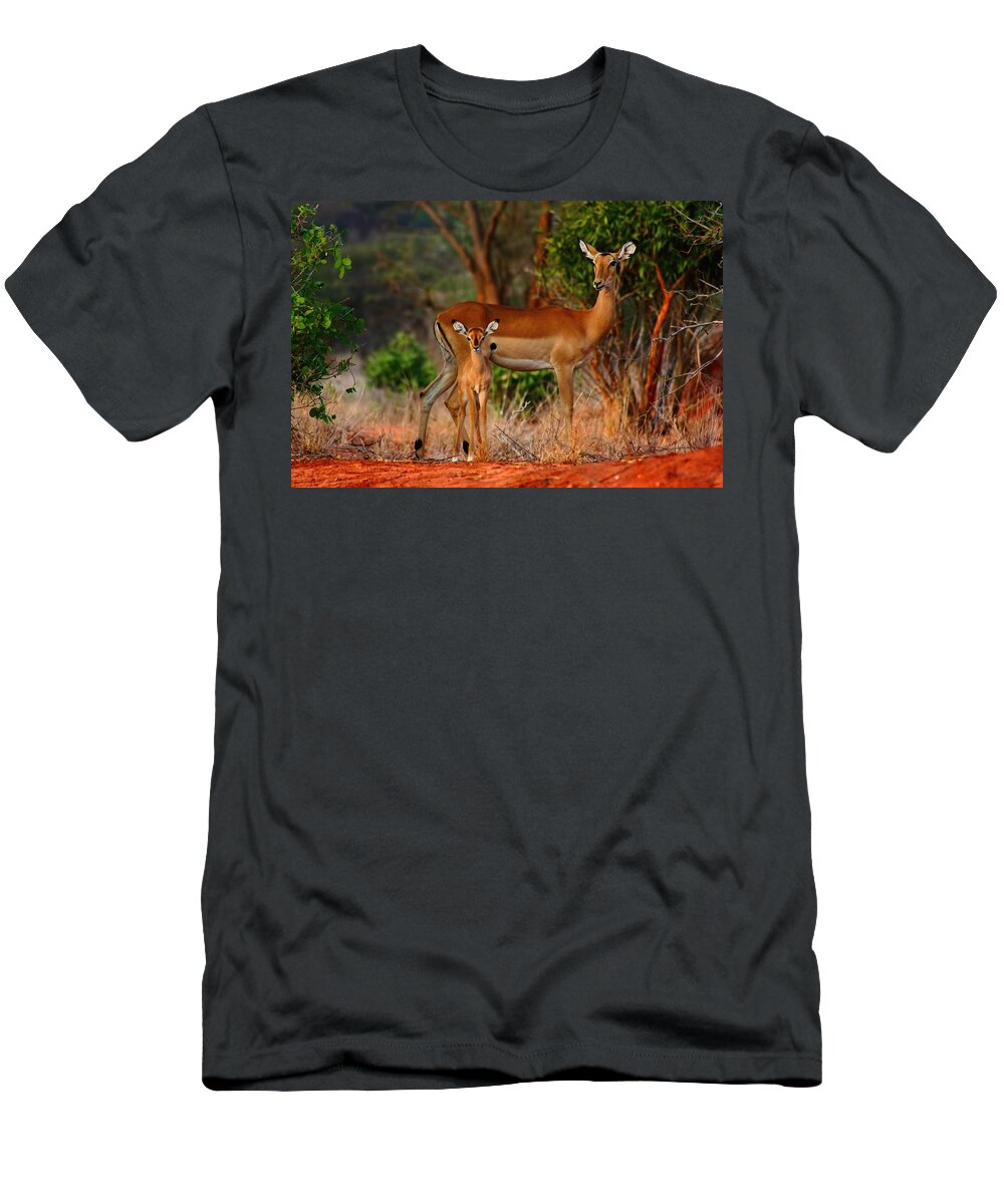 Baby Impala T-Shirt featuring the photograph Impala and young by Amanda Stadther