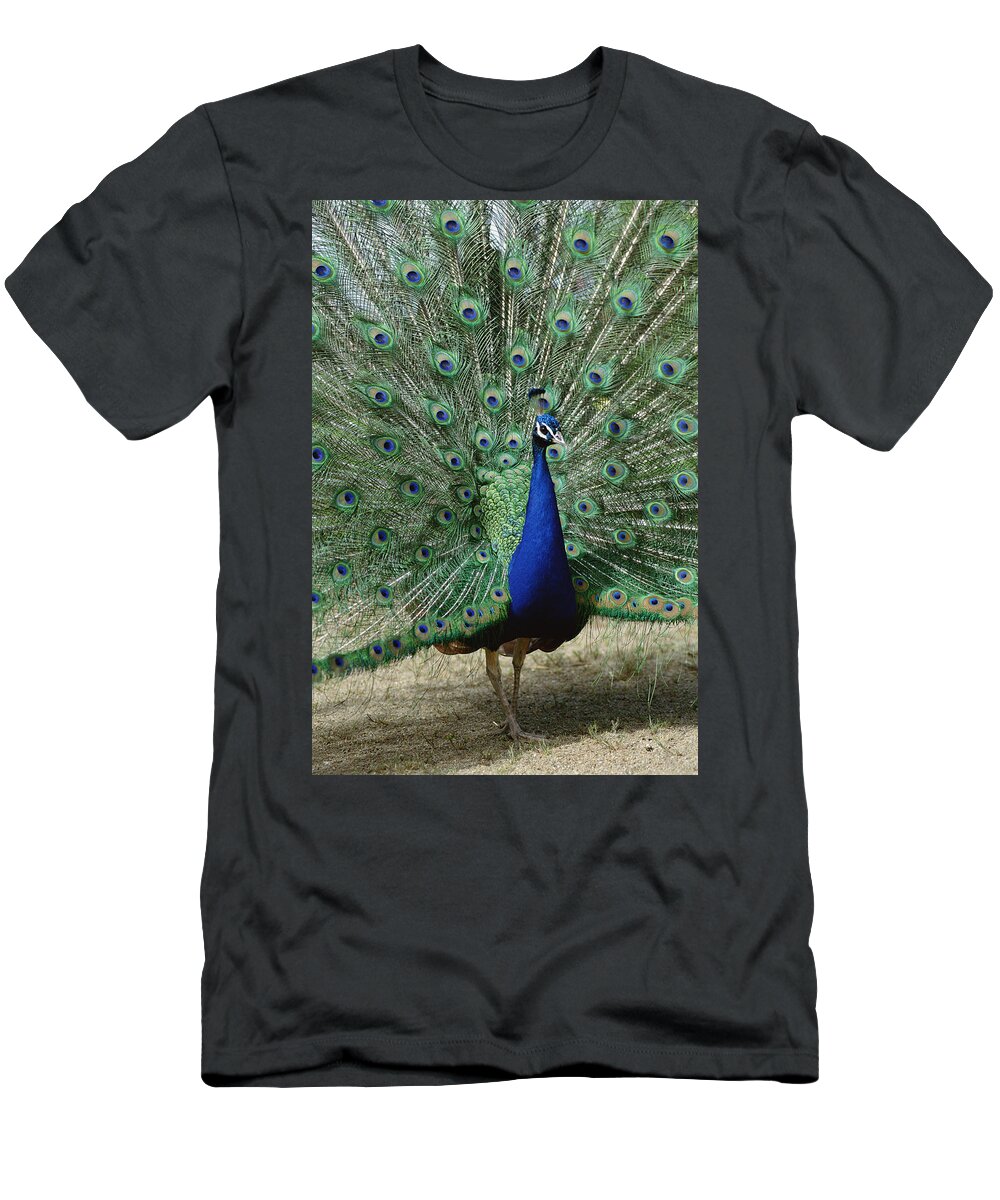 Feb0514 T-Shirt featuring the photograph Indian Peafowl Male In Full Display by Tui De Roy