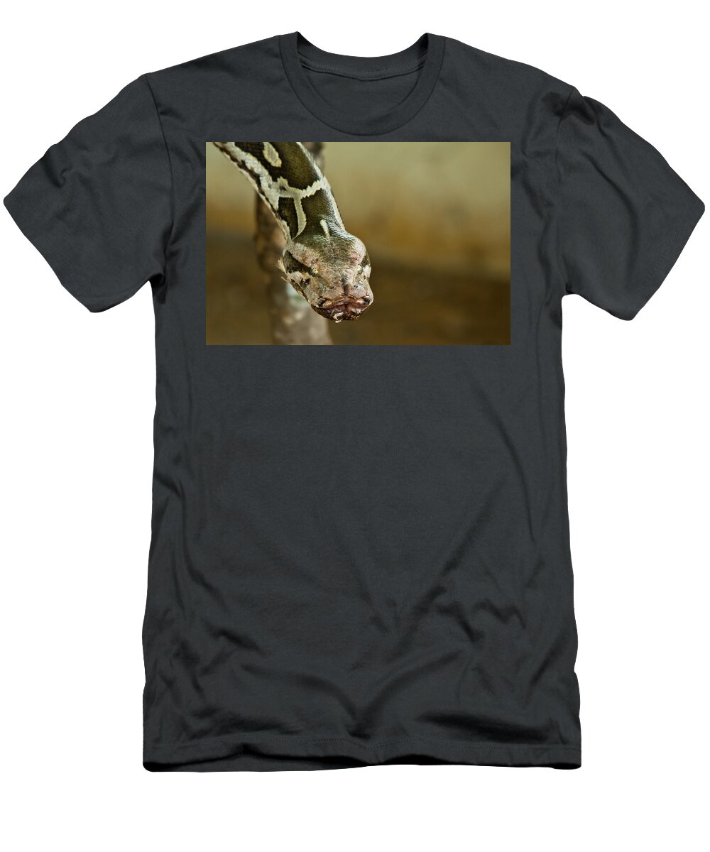 Shimoga T-Shirt featuring the photograph Indian Python by SAURAVphoto Online Store