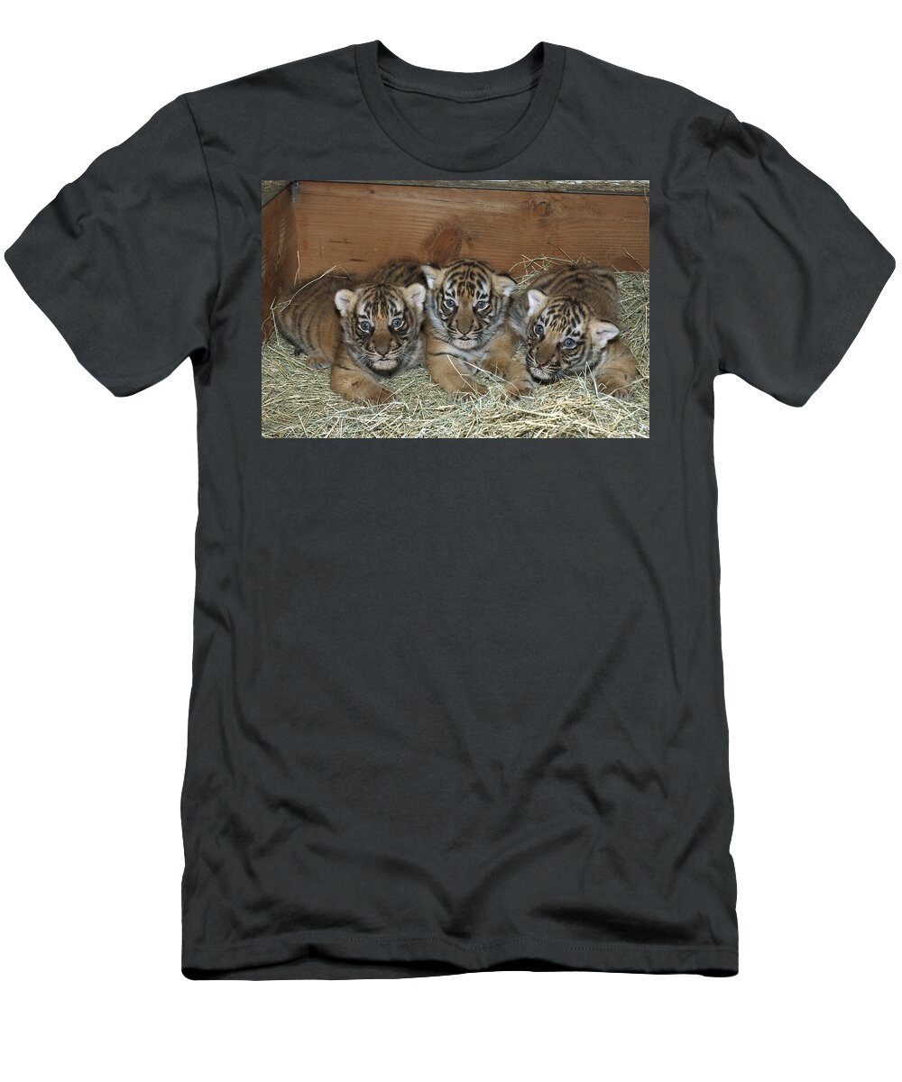 Feb0514 T-Shirt featuring the photograph Indochinese Tiger Cubs In Sleeping Box by San Diego Zoo