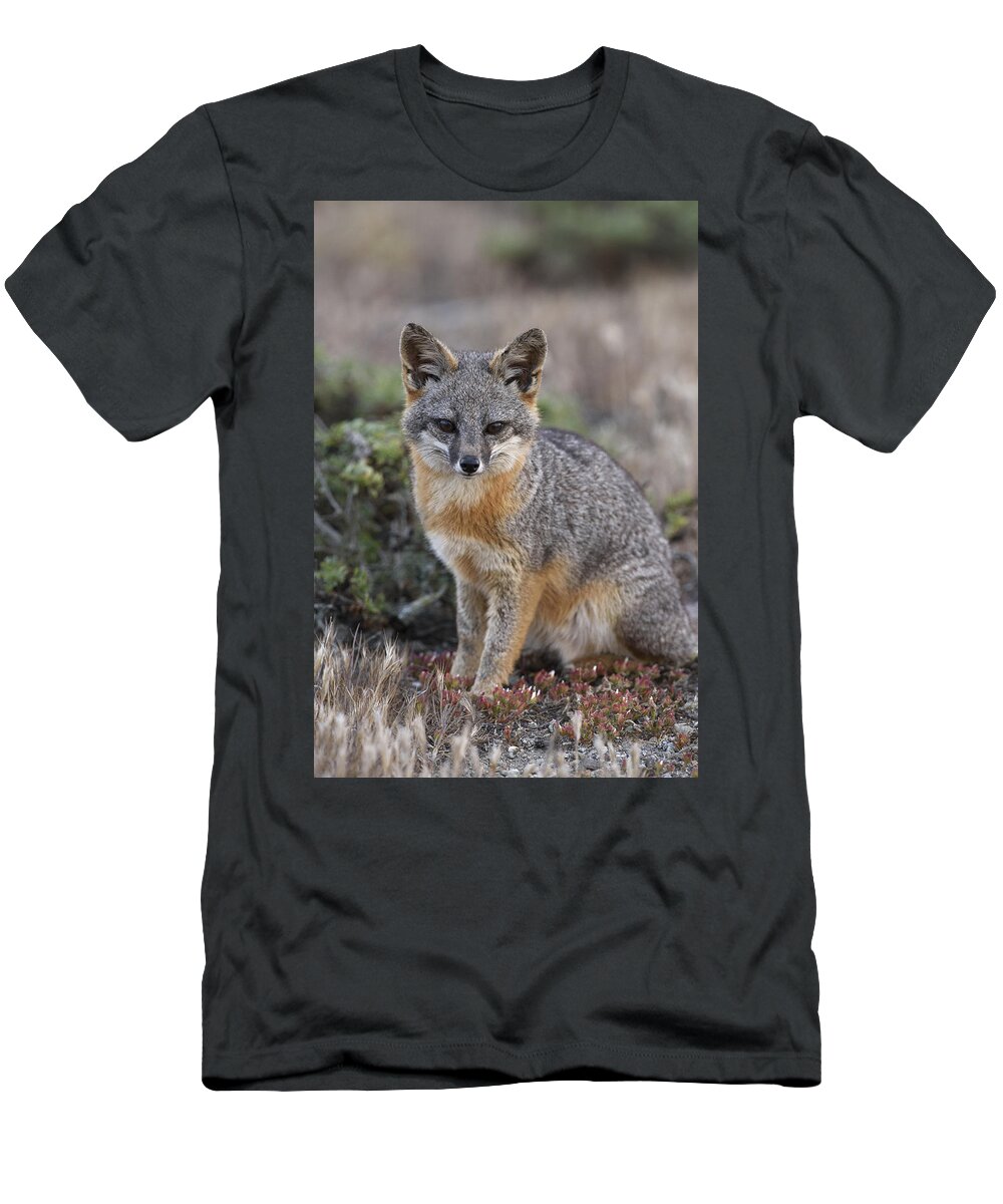 Ch'ien Lee T-Shirt featuring the photograph Island Fox California by Ch'ien Lee