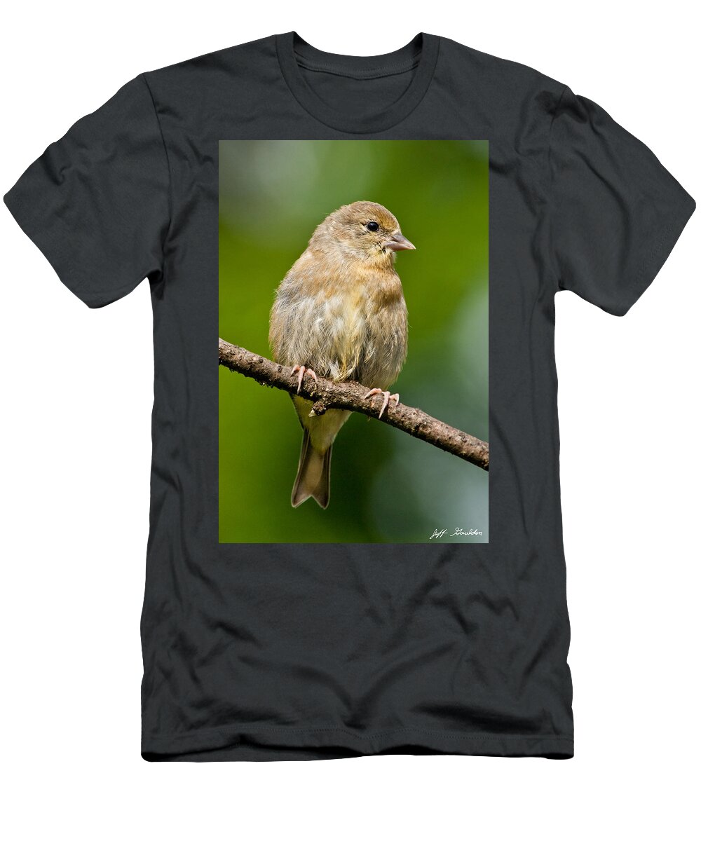 American Goldfinch T-Shirt featuring the photograph Juvenile American Goldfinch by Jeff Goulden