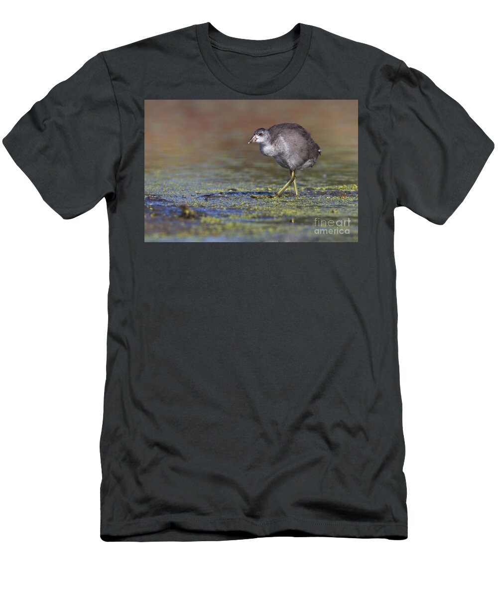 American Coot T-Shirt featuring the photograph Juvi Coot by Bryan Keil