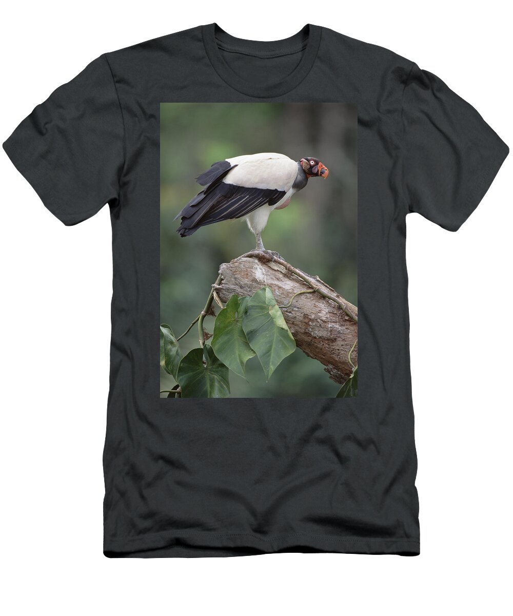 Feb0514 T-Shirt featuring the photograph King Vulture Tambopata Peruvian Amazon by Tui De Roy