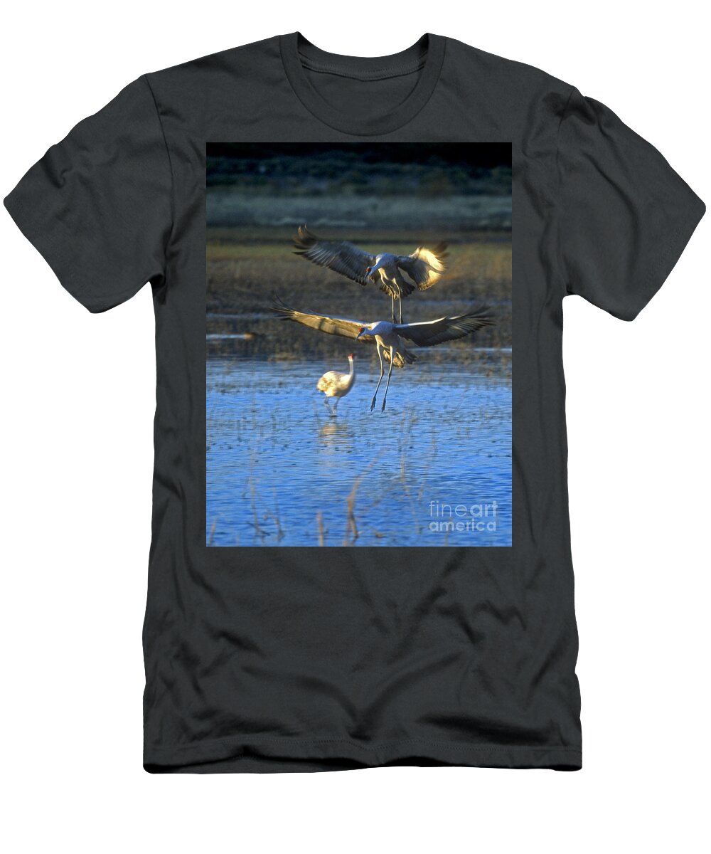 Bosque T-Shirt featuring the photograph Landing sandhill cranes by Steven Ralser
