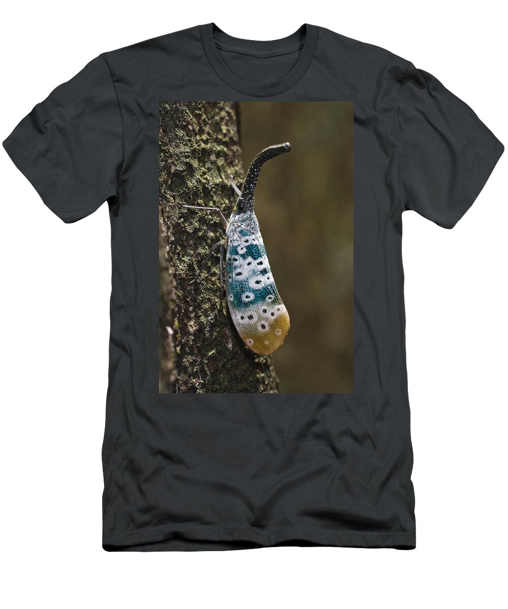 Feb0514 T-Shirt featuring the photograph Lantern Bug North Andaman Islands by Konrad Wothe