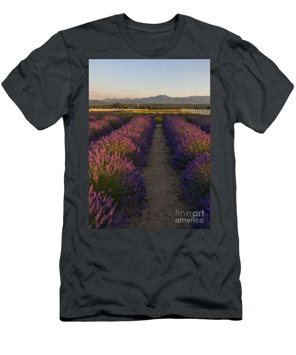 Lavender T-Shirt featuring the photograph Lavendar Path by Michael Dawson
