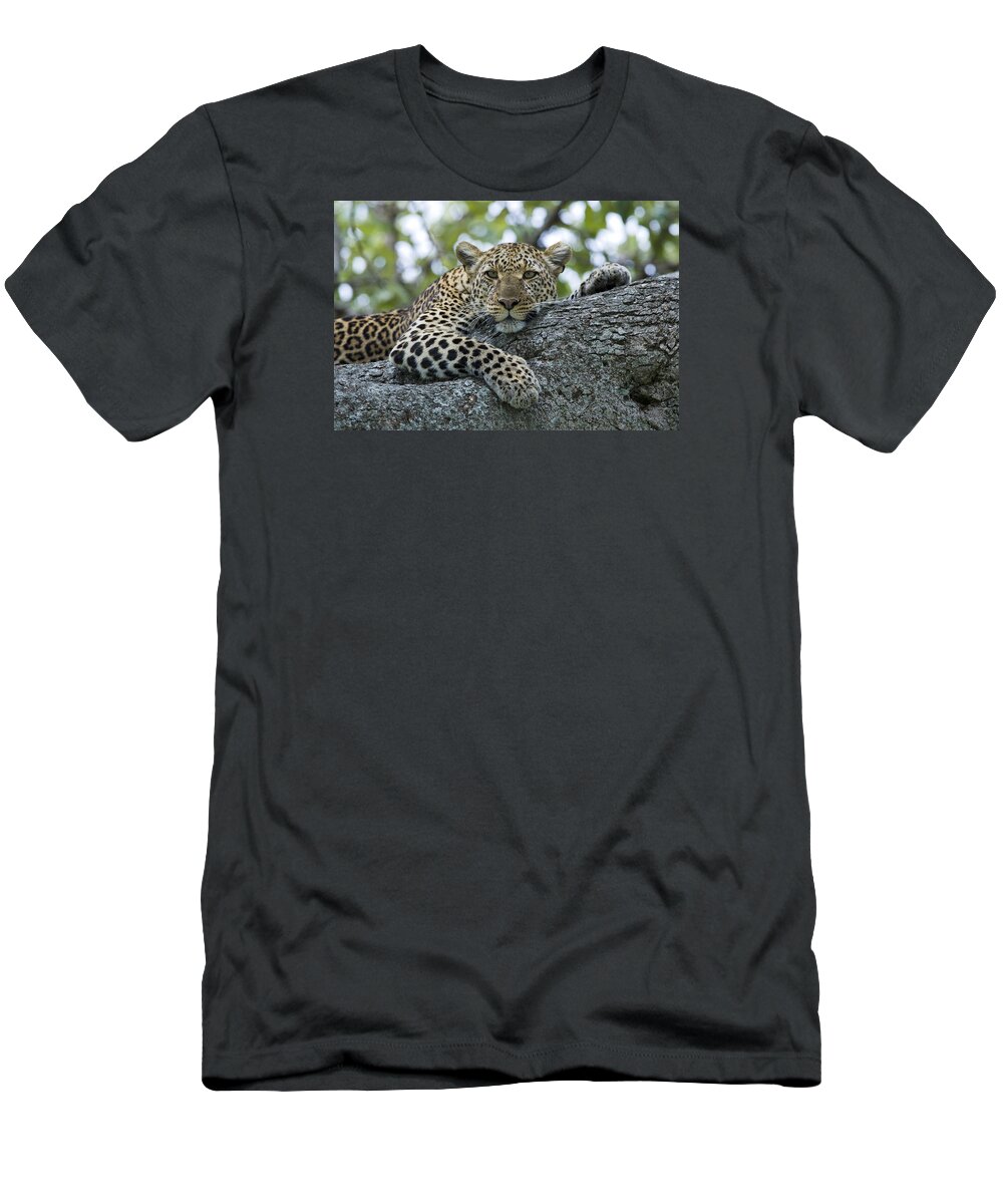 Flpa T-Shirt featuring the photograph Leopard Watching from Fig Tree by Elliott Neep